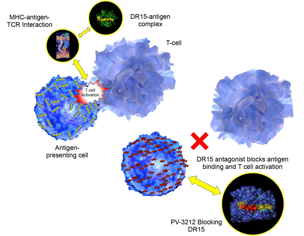 MHC class II molecules